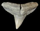 Fossil Dusky Shark Tooth - Lee Creek (Aurora), NC #47653-1